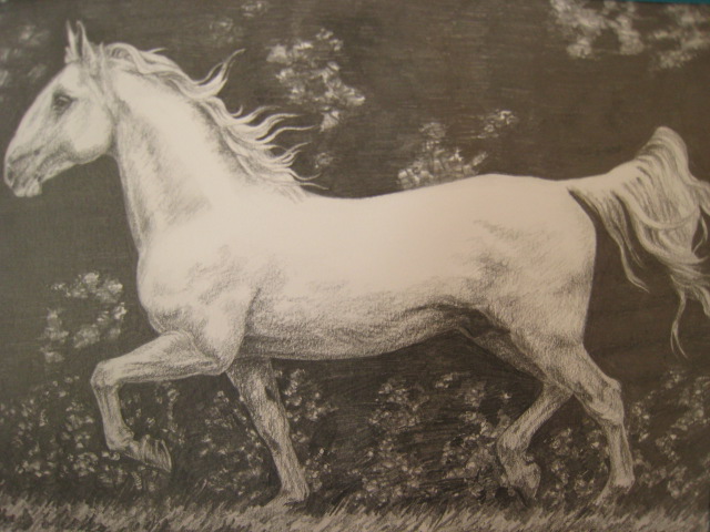 Kladrubský kůň / Kladrub horse II