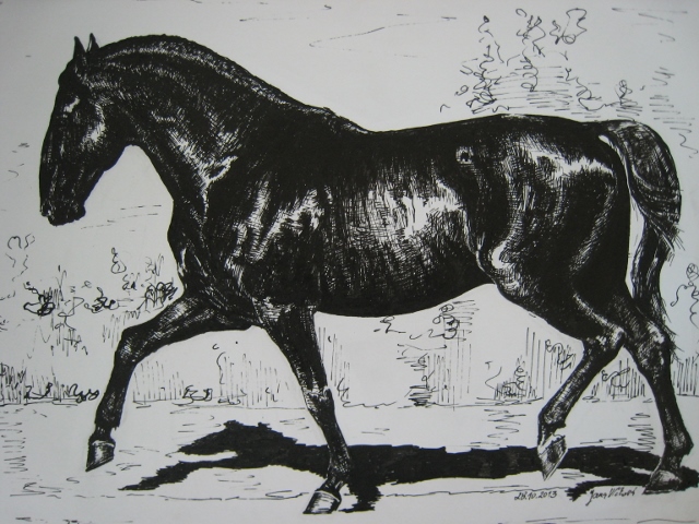 Starokladrubský kůň / Old Kladrub Horse