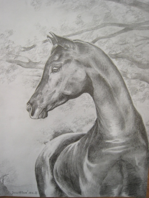 Arab / Arabian Horse IV