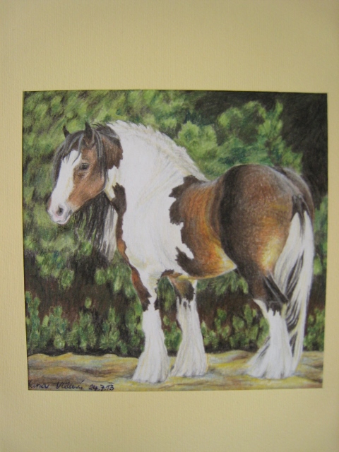 Gypsy Vanner Horse III