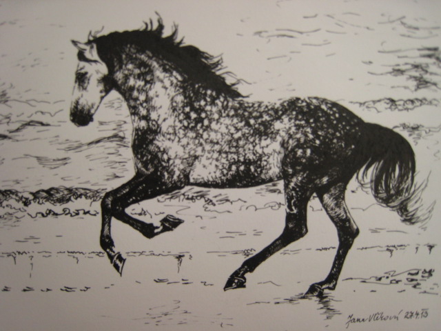 Lusitánský kůň / Lusitanian horse