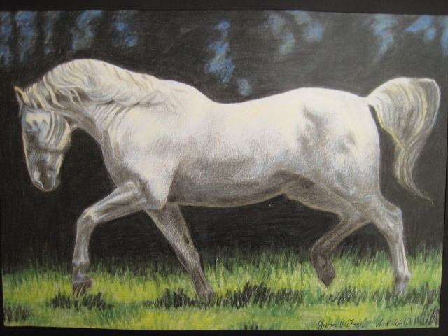 Kladrubský kůň / Kladrub horse III