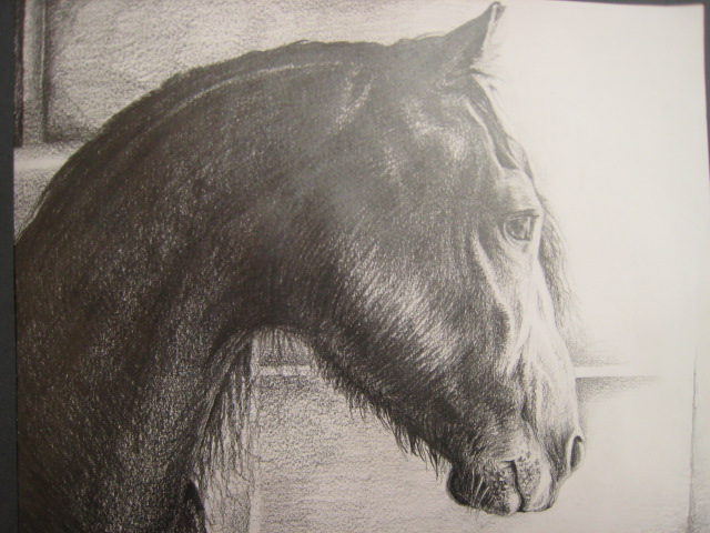 Fríský kůň / Friesian Horse V