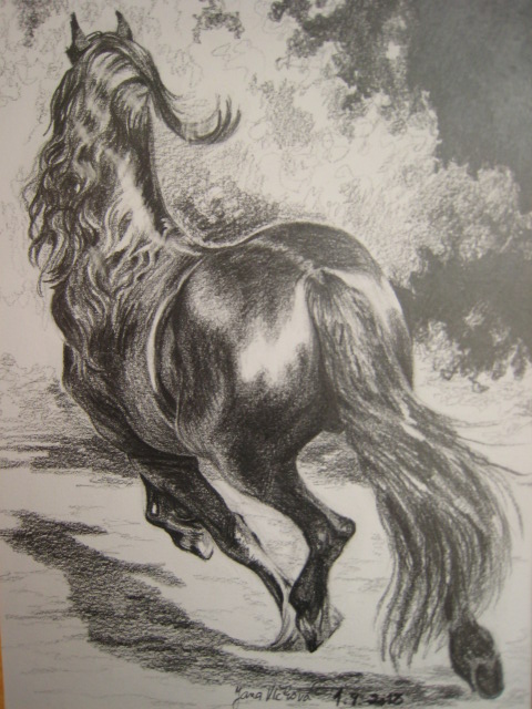 Fríský kůň / Friesian Horse IV