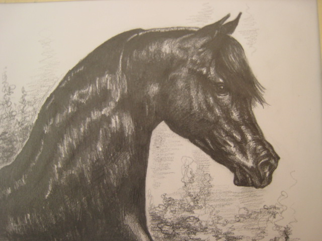 Arab / Arabian Horse VI