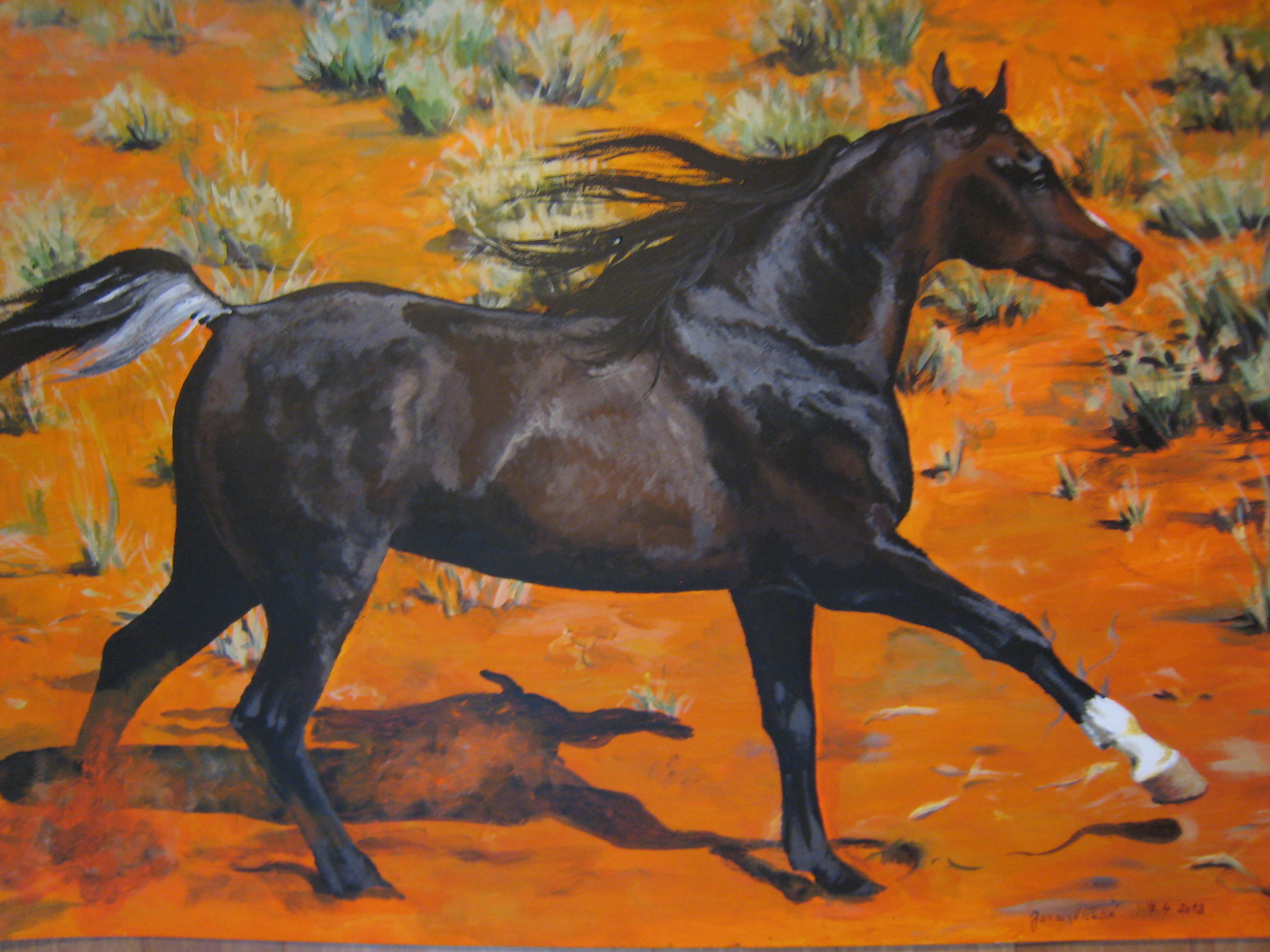 Arabský kůň / Arabian horse