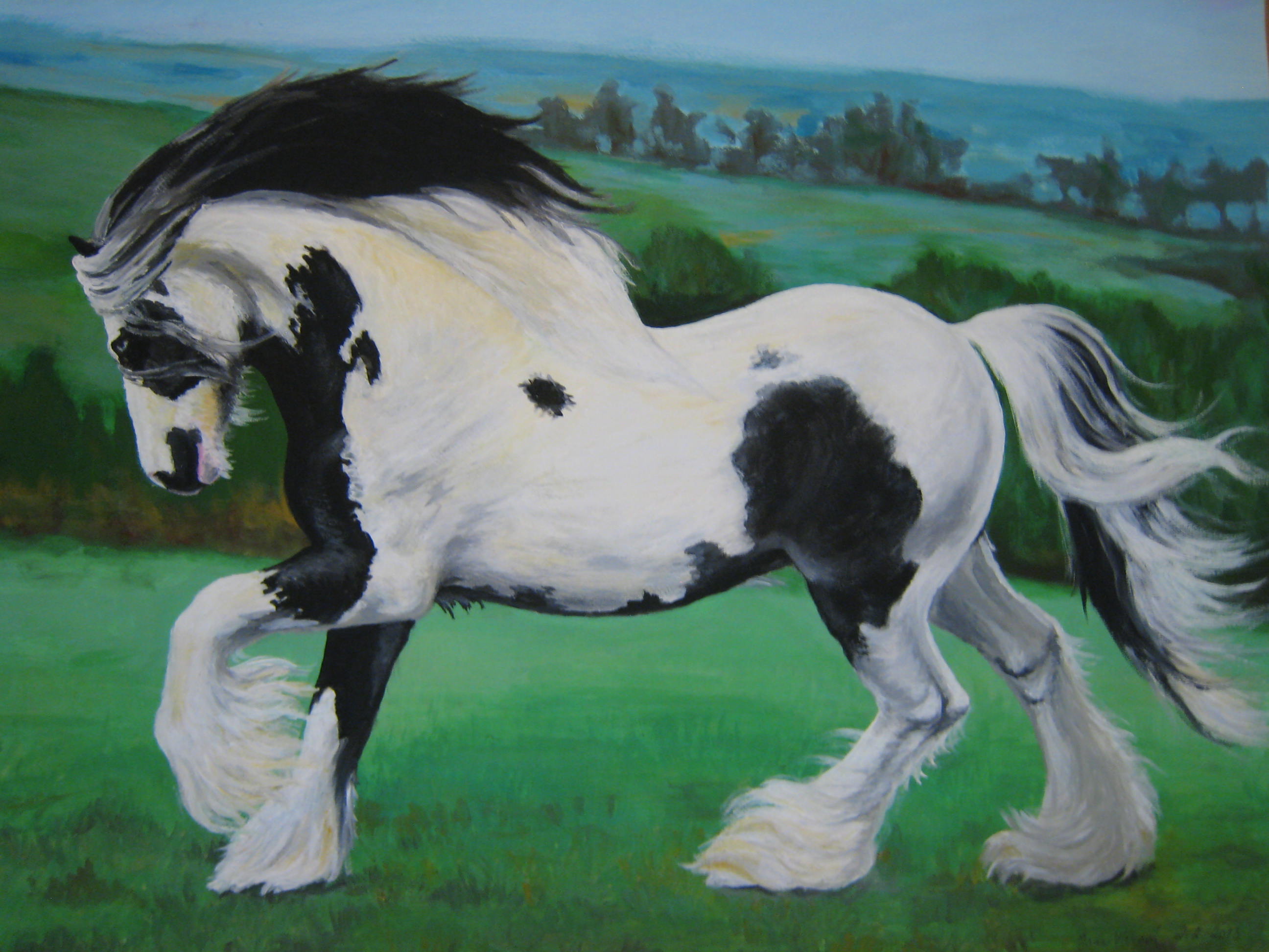 Gypsy Vanner Horse II