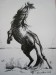 Arab / Arabian Horse V
