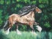 Shirský kůň / Shire horse IV