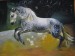 Španělský kůň / Spanish horse