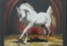 Arabsky kun III/ Arabian Horse III